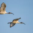 Ibis sacrés en vol dans le marais Breton